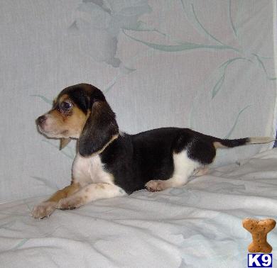 Beagle Puppies for Sale